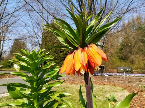 Szachownica cesarska, cesarska korona (Fritillaria imperialis L.) 